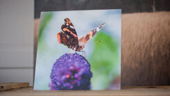 Foto op Dibond - Afbeelding 3