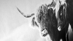 Foto op Aluminium - Afbeelding 2