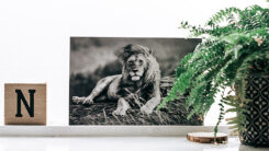Foto op Displaykarton